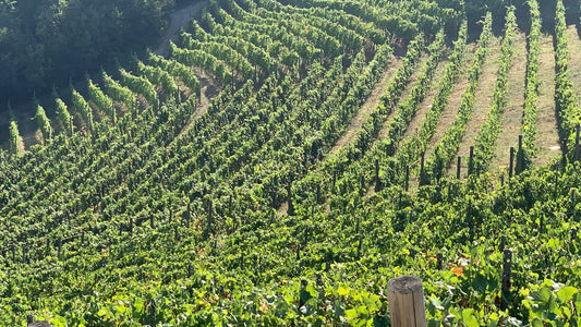 weinbaugebiete-italiens